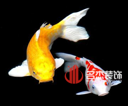 辦公室裝修風(fēng)水之養(yǎng)殖金魚.jpg